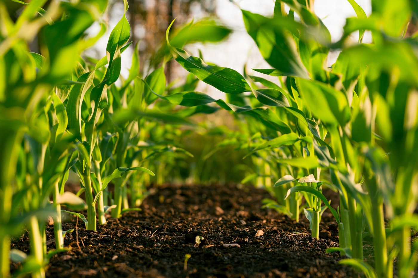 Smart Agriculture & Agri-Tech